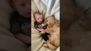 Partners in crime from day one. #Shorts #Funnypets #Funnypetvideo #Dog #Cute