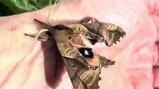 Blind eyed Sphinx Moth