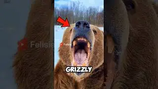 Сделайте это, если на вас нападет медведь гризли! 🐻😱
