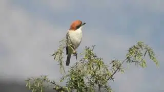 Lanius senator / alcaud&oacute;n com&uacute;n / Woodchat shrike
