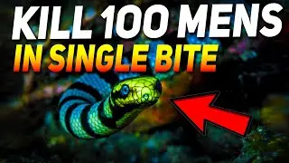 TOP 10 VENOMOUS SEA SNAKES IN THE WORLD