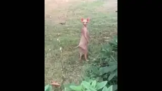 stranger alien cat dance || Aw Pets