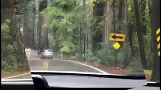 Richardson Grove California redwoods 101 Northbound.