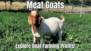 Meat Goats A Profitable Venture?