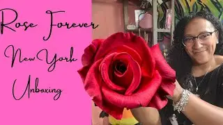 Rose Forever review 💕🌹