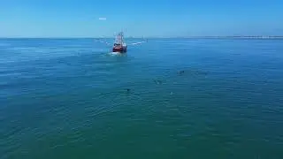 Dolphins Following a Fishing Boat | Peaceful Ocean Moments | Mindfulness, Relaxation, Meditation