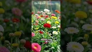 C&oacute;mo Cuidar la Bellis Perennis: Flores Eternas para tu Terraza 🌿