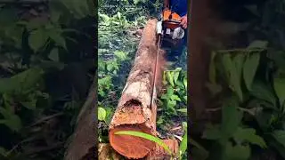splitting a red coconut tree using a chain saw#lumberjack#chainsaw#splittingwood#coconuttree