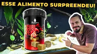 🔴UM DOS MAIS ALIMENTOS MAIS SAUD&Aacute;VEIS PARA PEIXES |Mr. Betta|
