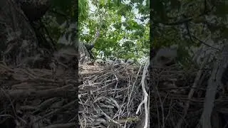 Ferruginous Hawk Fledglings glaring at us while we check cows