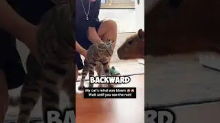 Cat's reaction to a capybara is so funny 😂