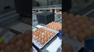 Egg packaging South Korea 🇰🇷 #agriculture