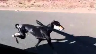 Saluki roadworking 2