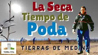 Temporada de poda en La Seca, cuna del Verdejo, 🍇 Valladolid