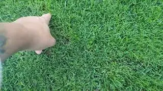 quick update on scalp & scarify #lawn #lawncare #rhizomatous part 2 16 August 2022