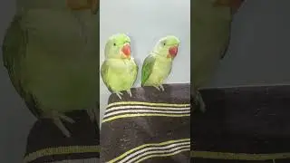 #funny #funnybird #funnyparrot #funnybird #birds