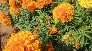 Marigold plant care/How to pollinate marigold #marigold 