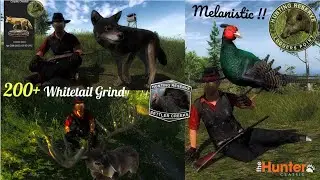 Rare Pheasant during Whitetail Grind | the Hunter Classic
