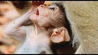 Poor baby Duke Cry Up Face beg food from mom| duke Hungry much-Why mom d0 like this.