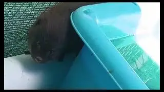 Water Mongoose get released after 5 months of care.