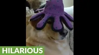 Family dog is seriously unimpressed with new head gear