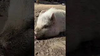 Muddy pig, is a happy pig! #pig #farmsanctuary #farmanimalct #mud #animals #happy