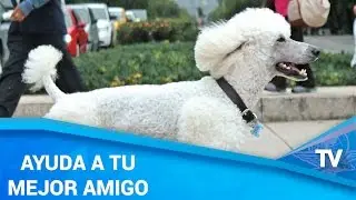 Primeros auxilios para tu mascota / Tips para el cuidado de tu mascota