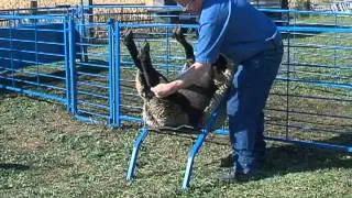 #SS0610 Sheep Chair