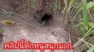 ตอนที่914 ทางหนูโคตรเยอะดักก็สนุกสุดๆ#ดักบ่วง#หนู