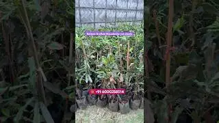 Macadamia nuts | macadamia nut grafted plants | macadamia plant | grafted macadamia