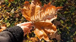 What autumn means to me: a montage.