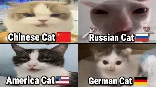 German Cat Meme VS Chinese Cat VS Russian Cat VS America Cat