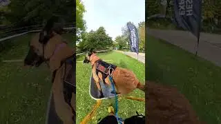 Canine obstacle course racing 💪!