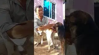 Bring a breeding dog in a hurry
