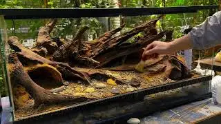 How to Build a Stunning Rainforest Tank | Step-by-Step Terrarium Guide