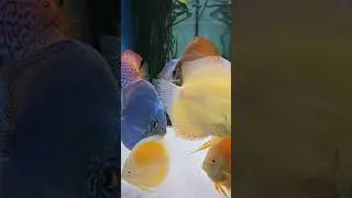 Colourful discus fish