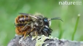 Red mason bee pair courting. The male is standing on the back of a female, UK