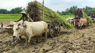 Cows have pulled jute in knee-deep mud // Jute transpart system // Bullock Cart videos