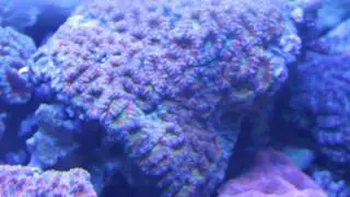 ACAN TANK
