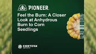 A Closer Look at Anhydrous Ammonia Damage to Corn