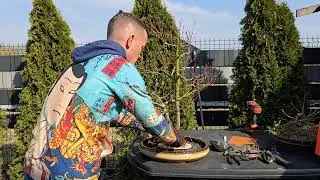 Acer Palmatum Koto-No-Ito BONSAI / air layer bonsai /