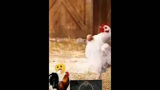 Dr&ocirc;le: Poulet freestyle 2😂😂😅