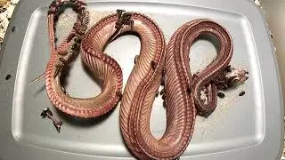 Red Tail Boa vs Flesh eating (Dermestid) Beetle Timelapse