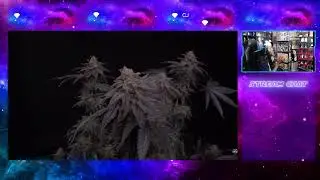 @TastebudzGenetics Trim Session - iluv Bud Talk