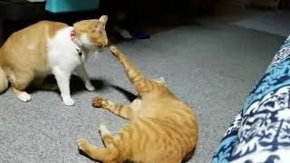 ルビー&琥珀　兄弟