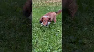 Daisy Has Time For Gus #reggae #daisydog #doglife