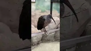 AFRYKARIUM WROCŁAW #africa #poland #travel #birds