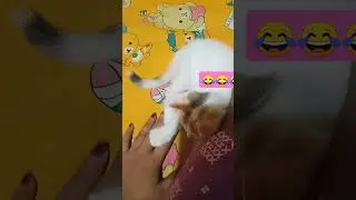 🐾 cuty ...😻😘#youtube #cat #love #music #meow ...