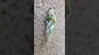 This fascinating insect is a bagworm (Thyridopteryx ephemeraeformis)