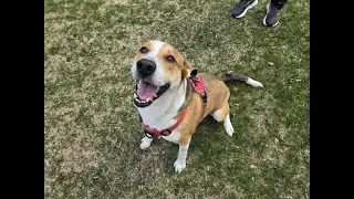 Adopt Me (Toby) Ma, Paws and Me